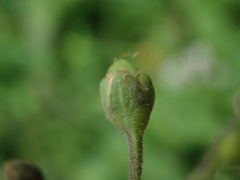 Scrophularia scorodonia