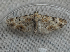 Eupithecia pulchellata