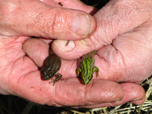 Boreal Chorus Frog photographed in Wyoming