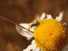 Bruchidius marginalis