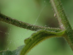 Scrophularia scorodonia