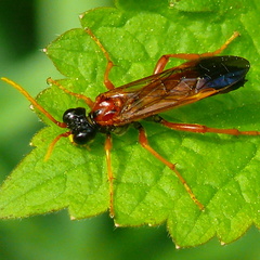 Tenthredo campestris