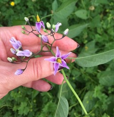 Solanum dulcamara