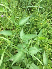 Solanum dulcamara