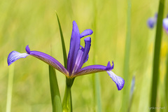 Iris sintenisii