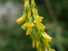 Melilotus officinalis