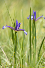 Iris sintenisii