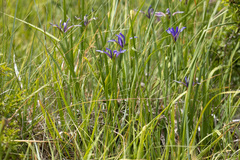 Iris sintenisii