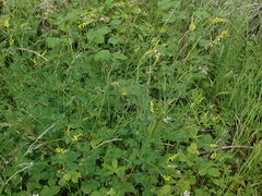 Melilotus officinalis