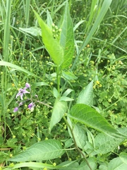 Solanum dulcamara