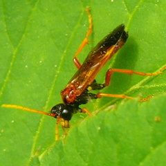 Tenthredo campestris