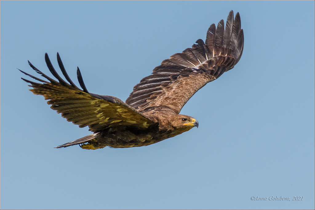 Typical Eagles and Hawk-Eagles
