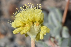 Eriogonum lewisii