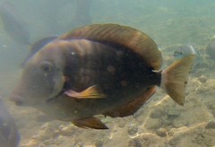 Acanthurus leucopareius