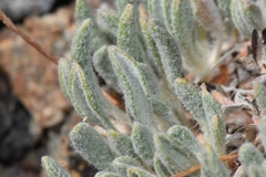 Eriogonum lewisii