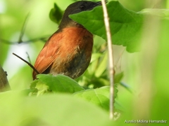 Synallaxis erythrothorax