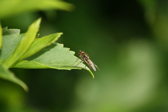 Parasyrphus punctulatus