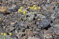 Eriogonum lewisii