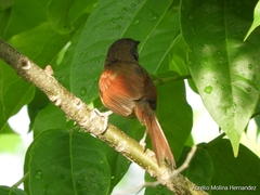 Synallaxis erythrothorax