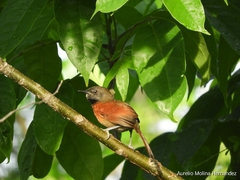 Synallaxis erythrothorax