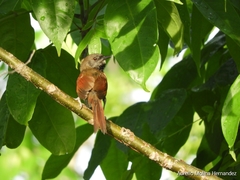 Synallaxis erythrothorax