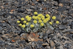 Eriogonum lewisii