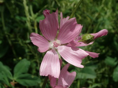 Malva moschata