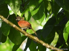 Synallaxis erythrothorax