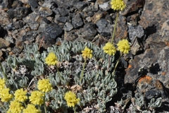 Eriogonum lewisii
