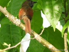 Synallaxis erythrothorax