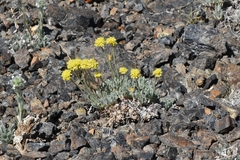 Eriogonum lewisii