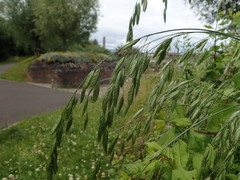 Bromus hordeaceus longipedicellatus