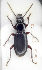 Pterostichus macer