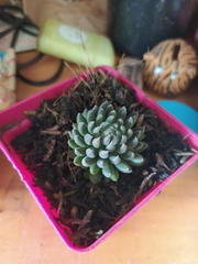 Sinocrassula yunnanensis