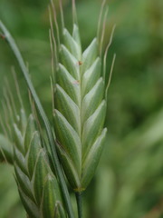 Bromus hordeaceus longipedicellatus