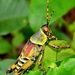 Elegant Grasshopper - Photo (c) Peter Vos, some rights reserved (CC BY-NC)