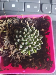 Sinocrassula yunnanensis