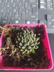 Sinocrassula yunnanensis