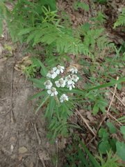 Achillea biserrata