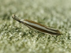 Pleurota