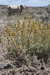 Artemisia papposa