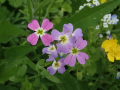 Brassicaceae