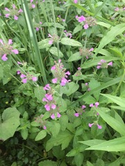 Clinopodium vulgare