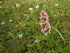 Dactylorhiza incarnata incarnata
