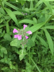 Clinopodium vulgare