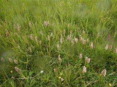 Dactylorhiza incarnata incarnata