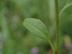 Brassicaceae