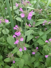 Clinopodium vulgare