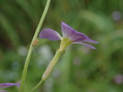 Brassicaceae