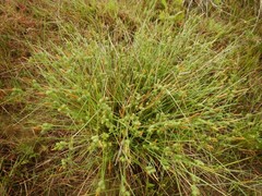 Carex extensa